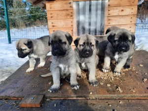 Vand pui kangal deosebiti, talie mare, detin ambii parinti