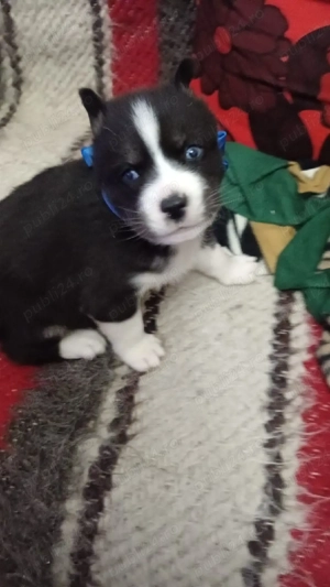 pui husky siberian fatat i luna decembrie dolofan si jucaus