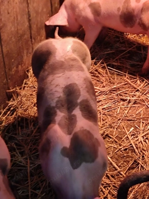 de vinzare - imagine 2