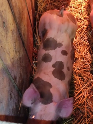 de vinzare - imagine 3