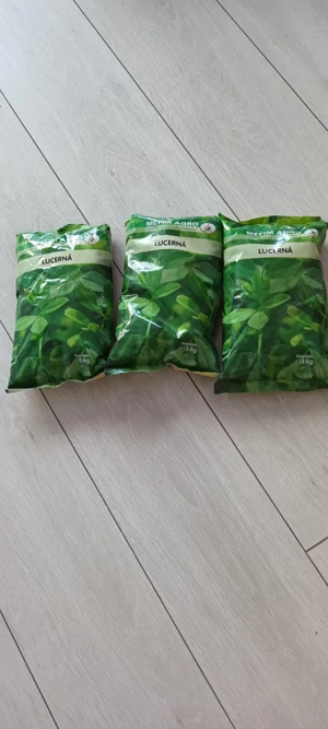 samanța lucerna - imagine 3