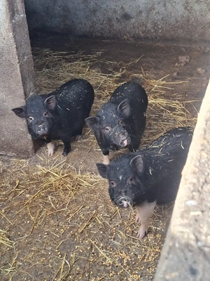 Vand purcei normal si vietnamezi - imagine 4