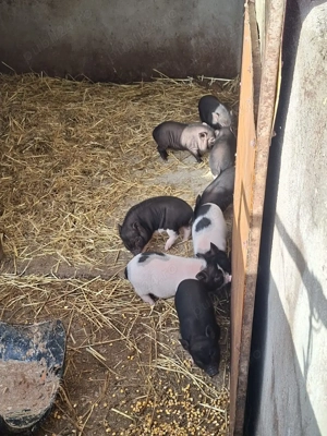 Vand purcei normal si vietnamezi - imagine 2