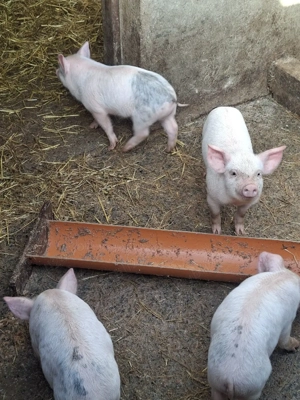 Vand purcei normal si vietnamezi - imagine 3