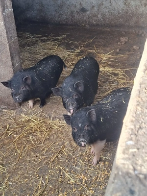 Vand purcei normal si vietnamezi - imagine 5