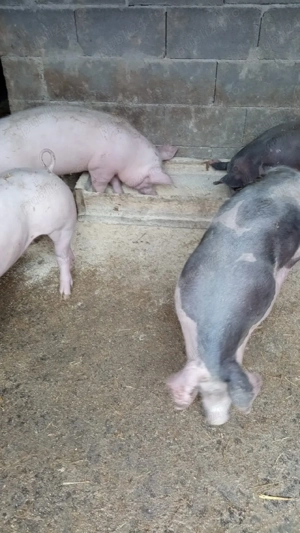 Purcei de vânzare  - imagine 2