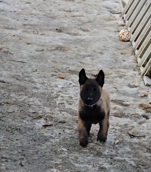 Ciobănesc belgian malinois  - imagine 3