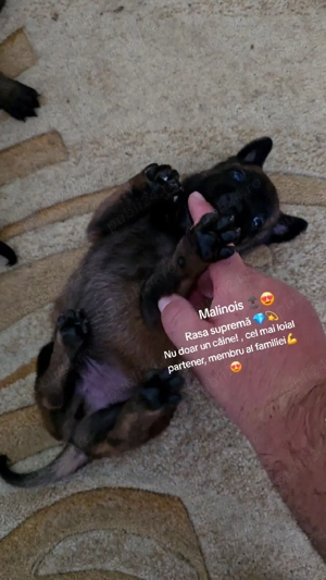 Ciobănesc belgian malinois  - imagine 5