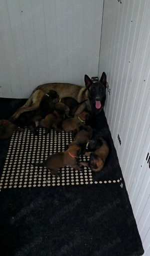 Ciobănesc belgian malinois  - imagine 4
