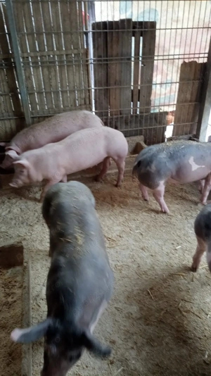 Purcei de vânzare  - imagine 3