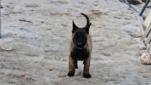 Ciobănesc belgian malinois  - imagine 2