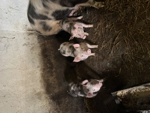 Purcei pietrain de vanzare - imagine 2