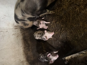 Purcei pietrain de vanzare - imagine 3