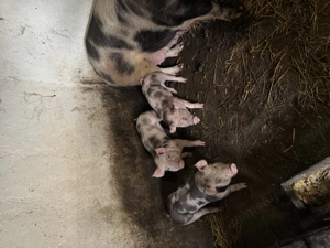 Purcei pietrain de vanzare