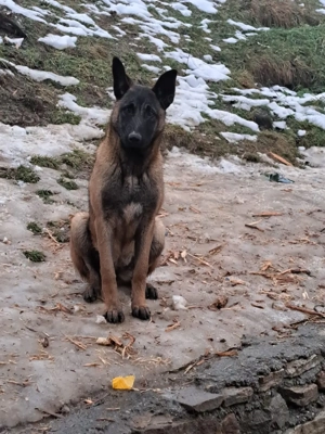 ciobanesc belgian - imagine 2