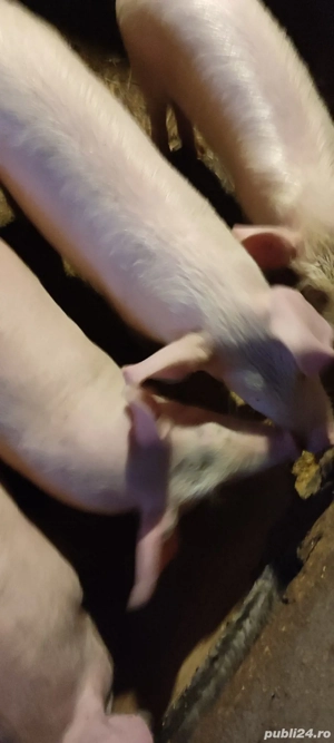 Soldani de 5 luni de vinzare marele alb - imagine 3