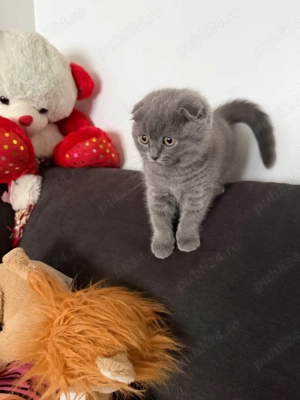 British Shorthair fetițe blue și crem 