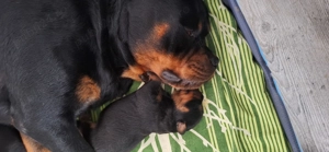 Pui de Rottweiler cauta familie iubitoare - imagine 4