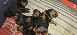 Pui de Rottweiler cauta familie iubitoare - imagine 3