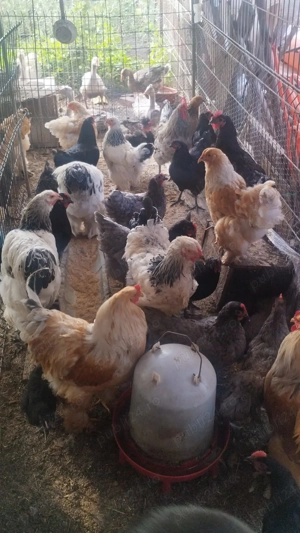 Vând pui de găină austrolorp și brahma  - imagine 5