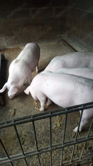 Purcei de vânzare  - imagine 5