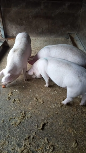 Purcei de vânzare  - imagine 4