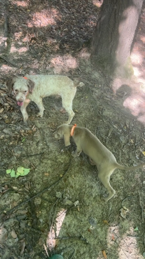 caine trufe  - imagine 2