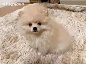 Pomeranian cu certificat pedigree CFI, poze reale!