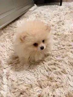 Pomeranian cu certificat pedigree CFI, poze reale! - imagine 3