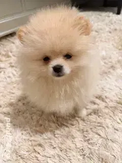 Pomeranian cu certificat pedigree CFI, poze reale! - imagine 2