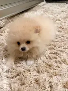 Pomeranian cu certificat pedigree CFI, poze reale! - imagine 5