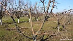 Buna ezecut lucra în domeniu curățiri pomi fructiferi 