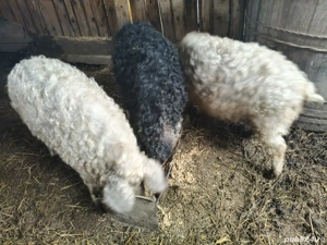 Vând porc Mangalița rasa pură  - imagine 5