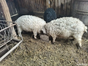 Vând porc Mangalița rasa pură  - imagine 4