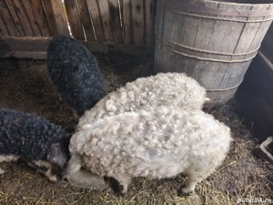 Vând porc Mangalița rasa pură 