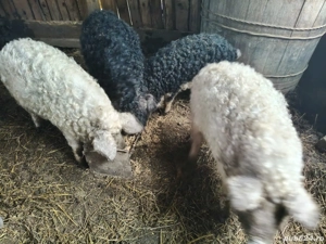 Vând porc Mangalița rasa pură  - imagine 3