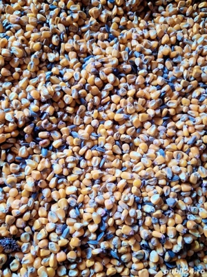 vand porumb amestecat cu floare 