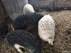 Vând porc Mangalița rasa pură  - imagine 2