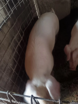 Porci marele alb de vânzare pentru mai multe detalii contactați mă  - imagine 3