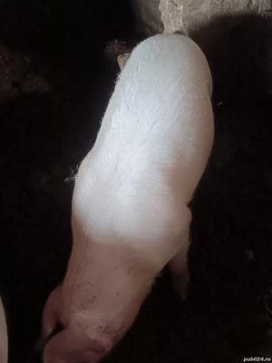 Porci marele alb de vânzare pentru mai multe detalii contactați mă 