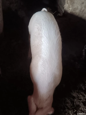 Porci marele alb de vânzare pentru mai multe detalii contactați mă  - imagine 2