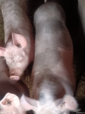 Porcii pietrani de vânzare  - imagine 5