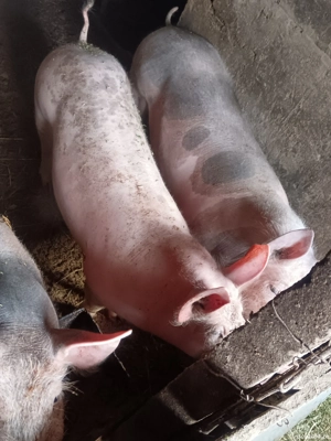 Porcii pietrani de vânzare  - imagine 2