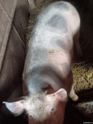 Porcii pietrani de vânzare  - imagine 4