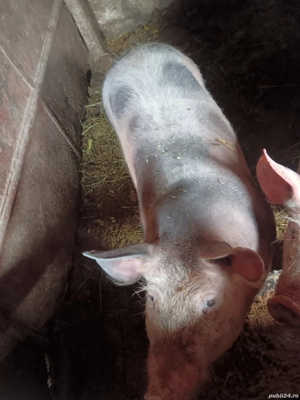 Porcii pietrani de vânzare  - imagine 3