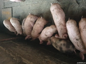 Purcei de vânzare  - imagine 3