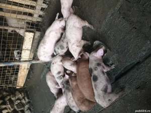 Purcei de vânzare  - imagine 2