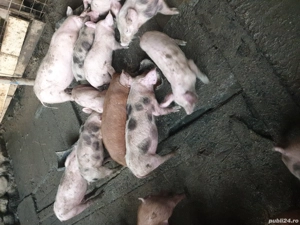 Purcei de vânzare  - imagine 4