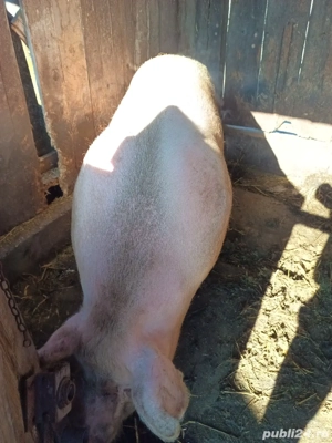 purcea de vânzare - imagine 3