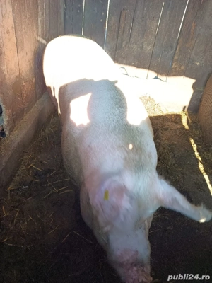 purcea de vânzare - imagine 2